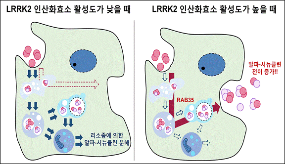 그림 1. LRRK2 인산화효소 활성에 의한 알파-시뉴클린 응집체의 전이 조절 모델