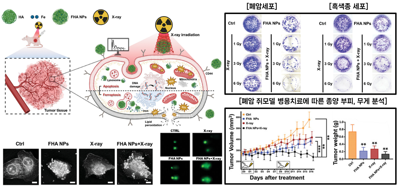 종양 치료를 위한 페로토시스 유도 나노입자와 X선 방사선 병용치료 시스템의 모식도 및 분석