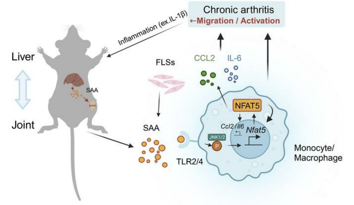 간에서 생산된 SAA가 관절 대식세포에서 NFAT5의 활성화를 촉진하여 만성 관절염을 악화시키고 이때 발생한 염증이 다시 간에서의 SAA 발현을 활성화한다는 상호작용을 요약한 그림