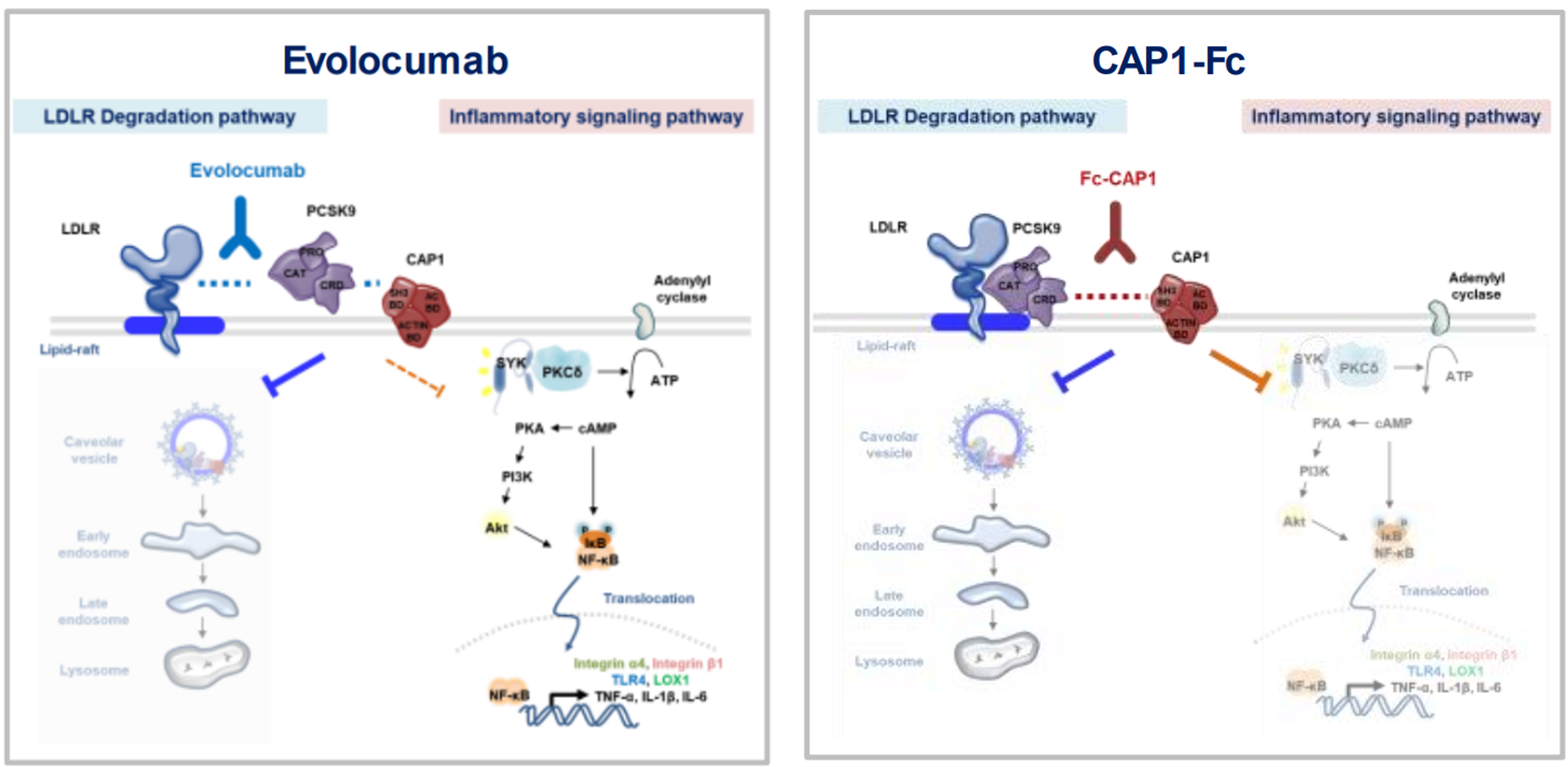 PCSK9 차단제 비교: 기존 치료제와 개발중인 신치료제의 차이점