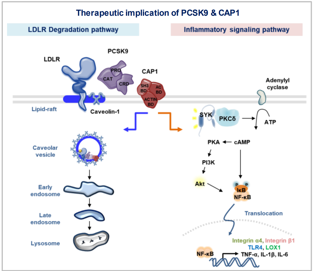 PCSK9의 2중 작용 (간세포에서의 콜레스테롤 상승효과, 단핵구에서의 염증유발효과)>