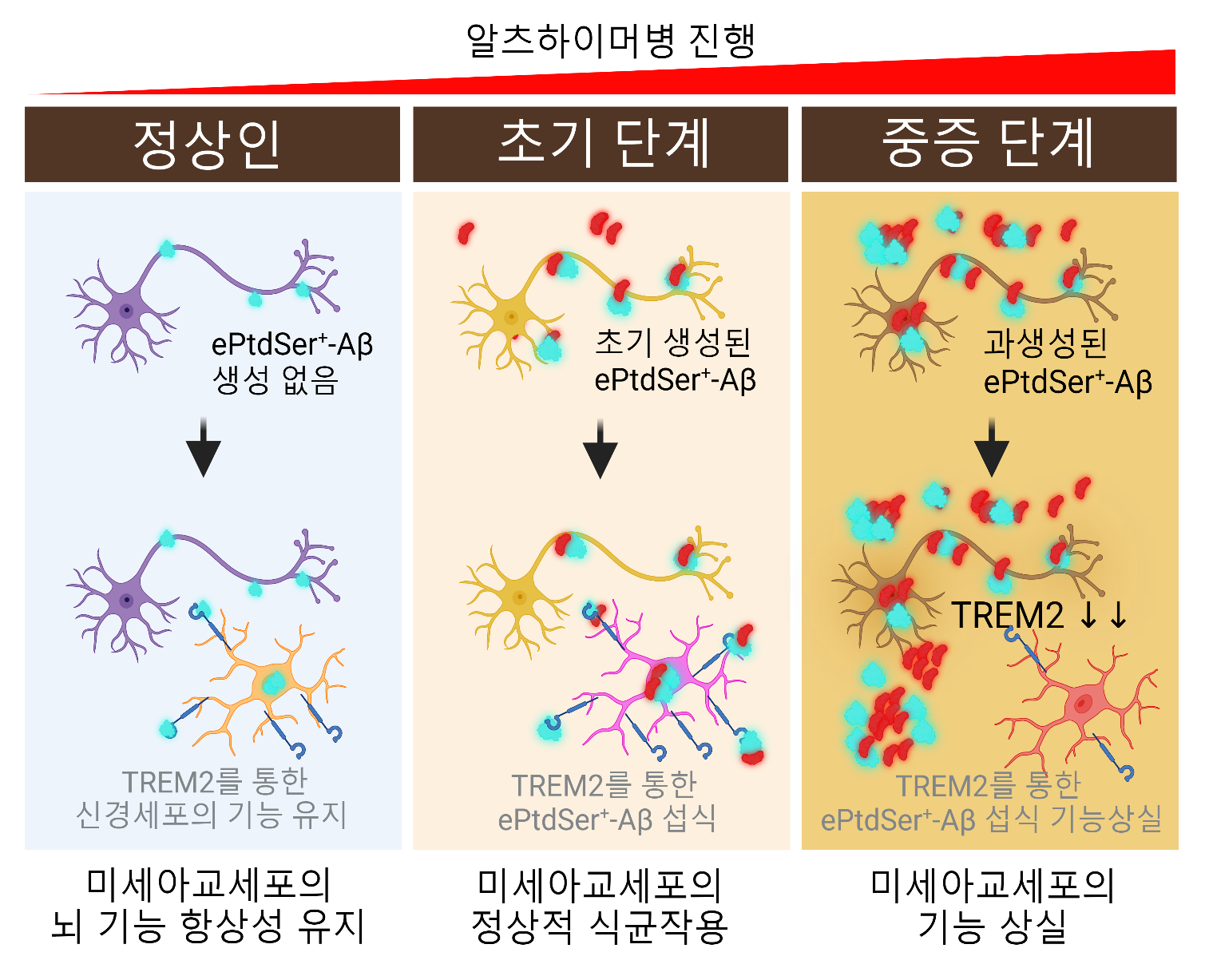 알츠하이머병 진행 중 TREM2 의존성 미세아교세포의 식균작용