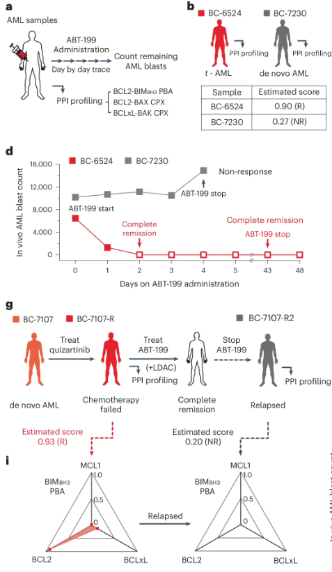 BCL2 단백질군 관련 PPI 프로파일링 데이터가 백혈병 환자의 ABT-199(Venetoclax) 반응성을 잘 예측할 수 있음을 혈액 샘플로 확인함. BC-6524는 ABT-199 투여 후 완전 관해, BC-7230은 비반응성 보임. BC-7107은 quizaritinib 치료 실패 후 ABT-199와 LDAC로 완전 관해 얻었으나, ABT-199 중단하자 재발함. PPI 프로파일링 결과, 초기 치료 후 BC-7107에서는 MCL1 증가했고, 재발 후 BC-7107-R에서 BCLxL 증가함