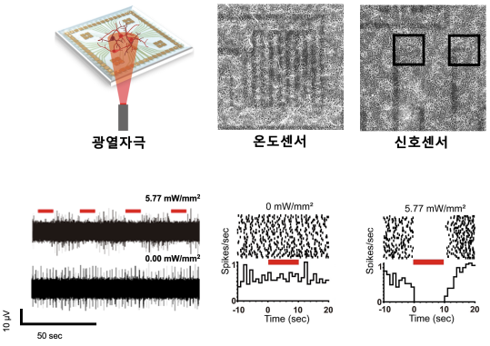 (상단) 근적외선 빛과 플라즈모닉 현상을 이용한 광열 신경 자극 모식도 및 이의 정밀 분석을 위해 사용한 투명 온도 센서 및 투명 신호 측정 전극 센서와 배양된 뇌신경 세포 네트워크. (하단) 광열 신경 억제 자극의 구현 예시.5.77 mW/mm²의 근적외선 빛 조사 시 95% 이상의 신경 신호 활동 억제 현상을 관찰하였으며, 이 조건 시 평균 2.34 도의 온도 상승을 보임을 투명 온도 센서로 측정하였음.