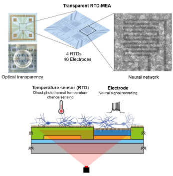 (상단) 배양된 신경망과 40개의 마이크로전극 채널을 포함한 4세트의 온도 센서(RTDs)가 장착된 tRTD-MEA 칩의 광학 이미지. (하단) 제안된 tRTD-MEA의 작동 방식: 광열 신경 자극 중에 광열 온도 변화와 전기생리학적 신호를 동시에 직접 감지하는 방식.