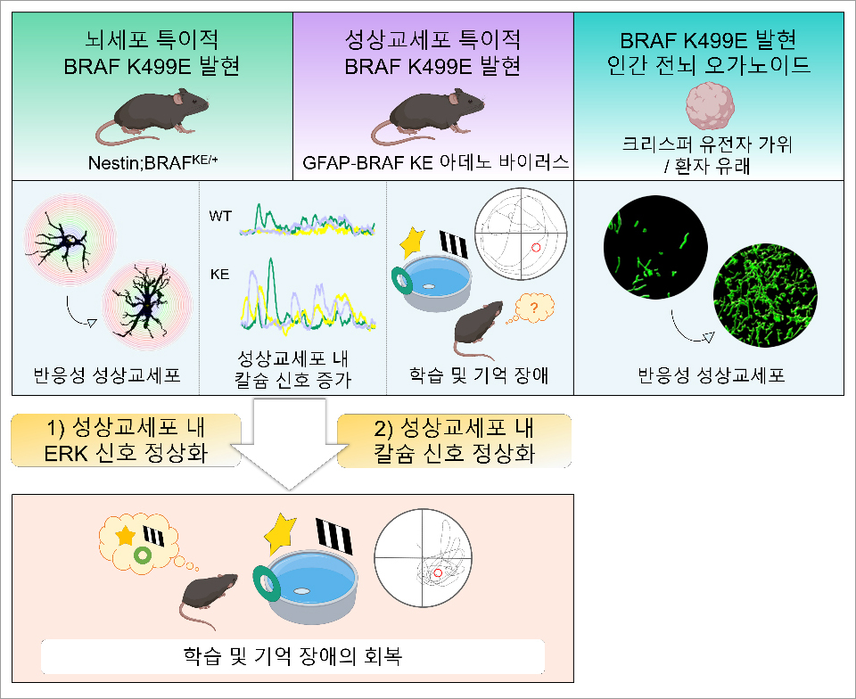 희귀 발달질환인 심장-얼굴-피부 증후군에서 나타나는 인지장애의 성상교세포 기반 메커니즘 규명