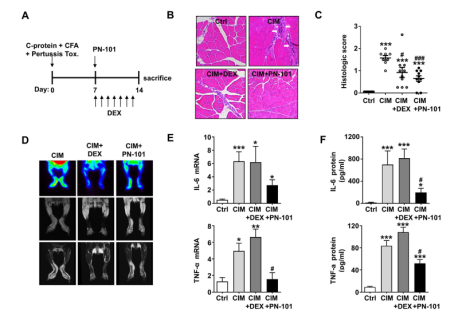 CIM 생쥐 모델에서 PN-101 치료 후 염증 세포 침윤이 감소하고 PET/MRI 영상에서 대사 활성이 정상화된 모습을 나타냄.