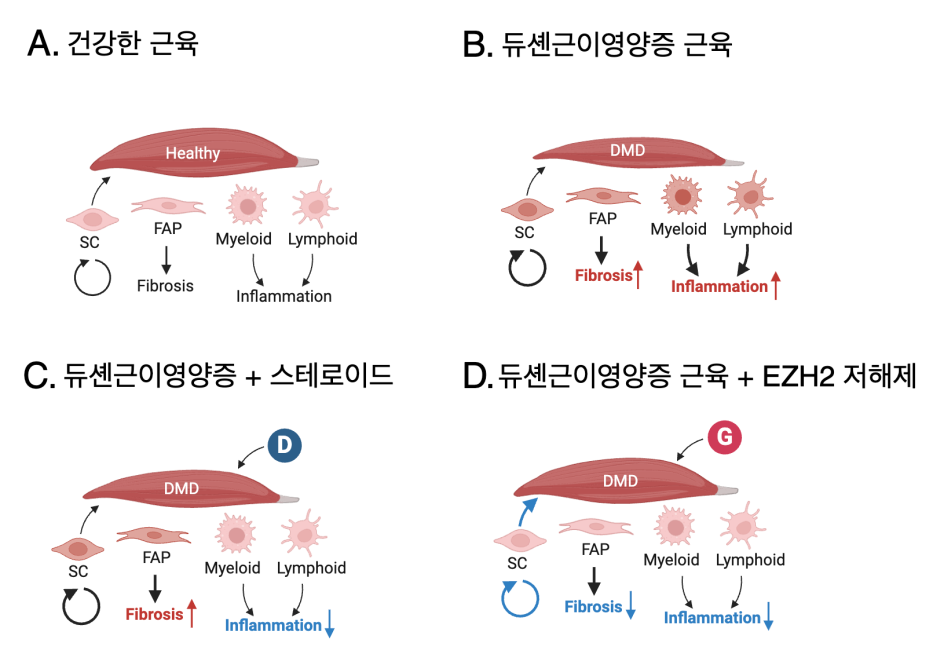 듀셴근이영양증 환자에서는 DMD 유전자 돌연변이에 의하여 근육섬유가 파괴되며 근조직의 염증과 섬유화가 증가하게 된다. 기존의 스테로이드 약물은 항 염증 효과에 의하여 염증은 감소시키지만 타 부작용으로 환자들은 고통받고 있다. 본 연구에서 발견한 EZH2 저해제의 경우 근 줄기세포의 활성화와 항 염증 효과, 항 섬유화 효과를 동시에 유발시키기에 기존의 스테로이드제와 병용한다면 더 훌륭한 효과를 기대할 수 있다