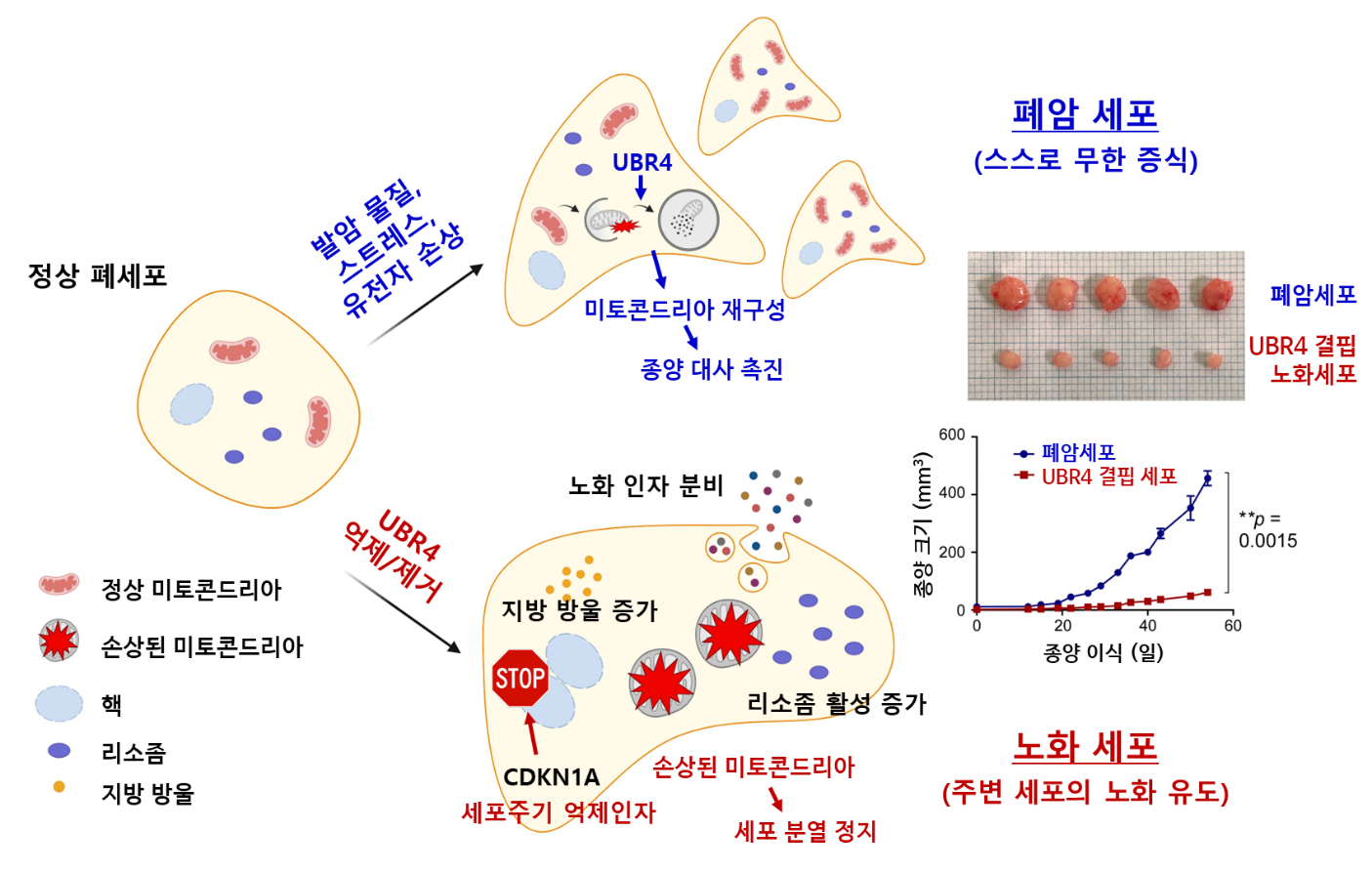 UBR4 유무에 따른 폐암세포 운명의 결정: 종양화 vs. 세포노화