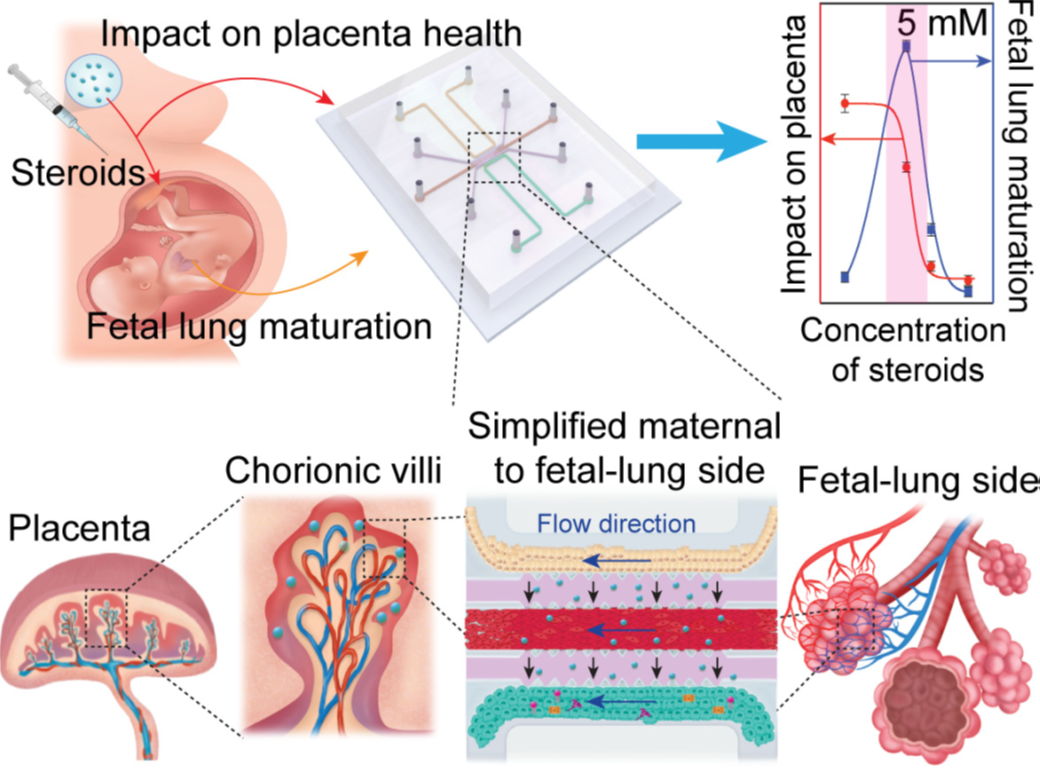 태반–태아 폐 칩(placenta-fetal lung-on-a-chip)을 개발하여 생물학적, 생리학적, 물리학적으로 인체의 임신상태와 유사한 플랫폼을 개발하여 태아 폐성숙을 위하여 임상적으로 투여하고 있는 코르티코스테로이드의 영향을 파악하고자 함.