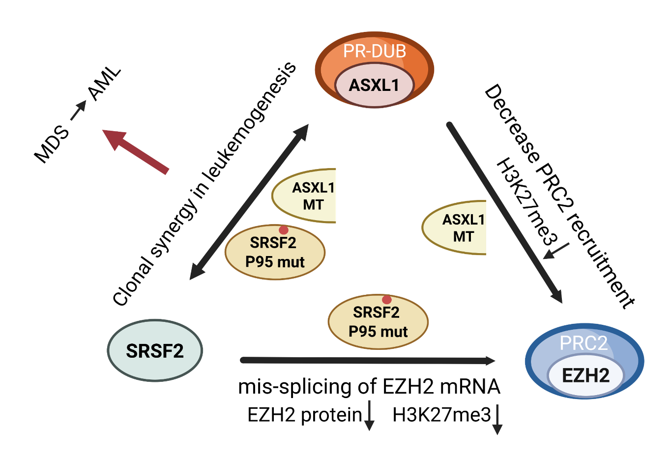 ASXL1, SRSF2, EZH2 유전자에 발생한 돌연변이들은 각각 PR-DUB 및 PRC2 복합체의 기능 이상, 그리고 mRNA 스플라이싱 오류를 유발함으로써 염색질 조절에 중대한 혼란을 초래하고, 이들 상호작용이 백혈병 클론의 선택적 증식을 유도할 수 있음.