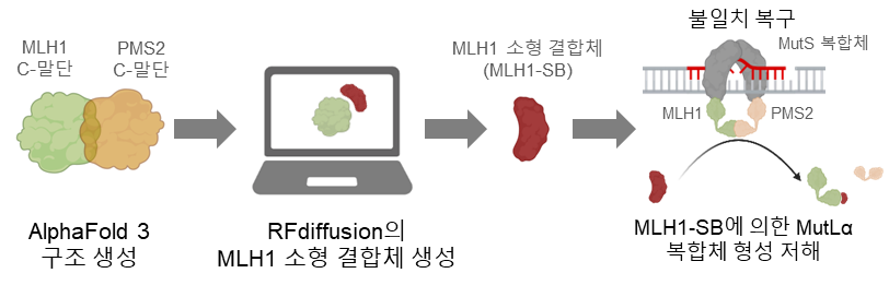 그림 2. AlphaFold 3와 RFdiffusion을 통해 MLH1 소형 결합체 생성과 이를 통한 불일치 복구의 저해