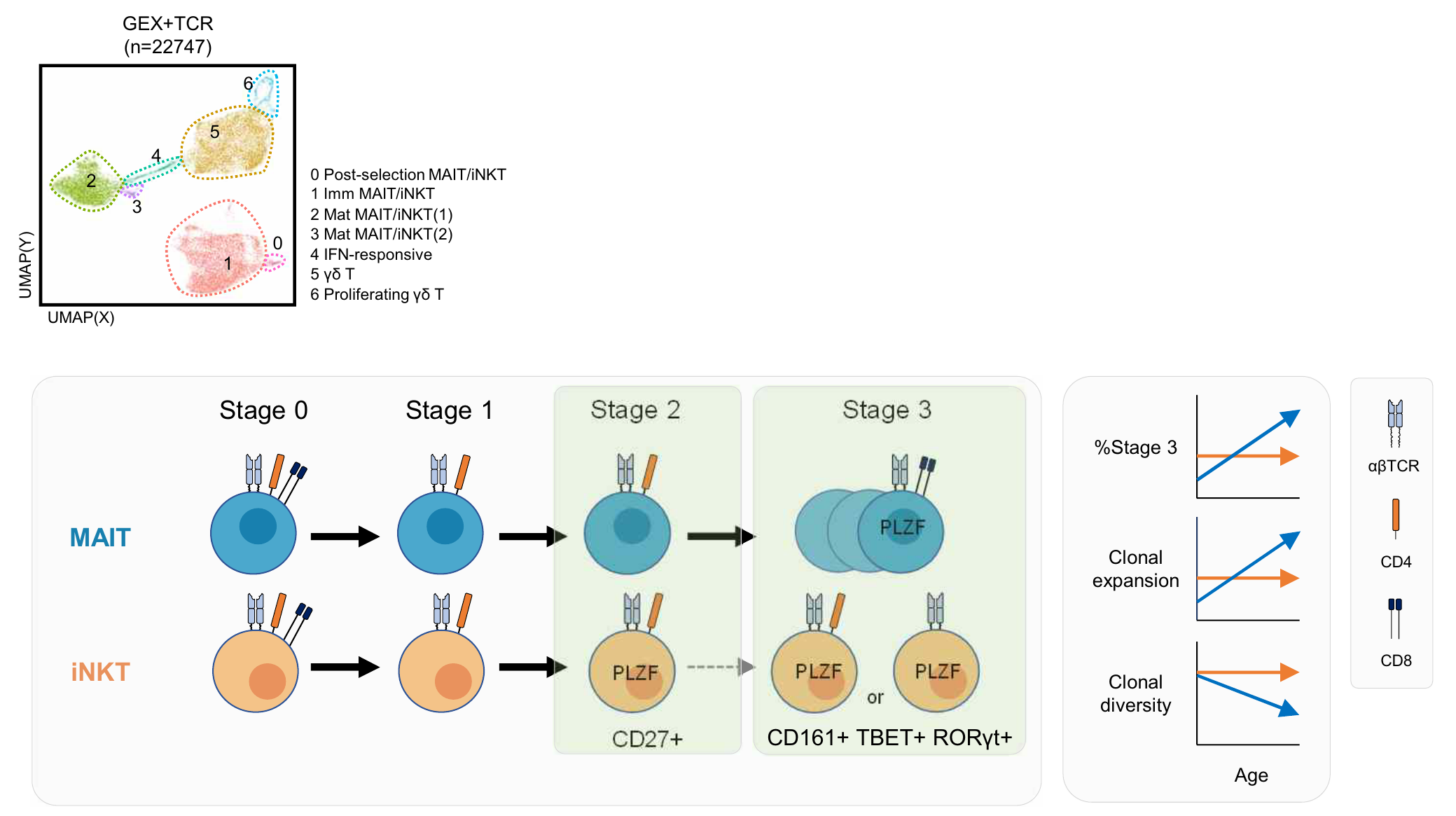연령대별 인간 흉선 MAIT/iNKT 세포의 성숙 및 클론 확장 과정 비교 분석