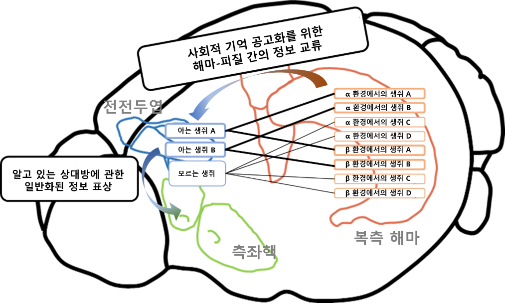 전전두엽에서 측좌핵으로 연결되는 회로가 사회적 기억의 장기 저장 장소임을 규명하였다. 이 과정에서 전전두엽은 개별 개체에 대한 정보뿐 아니라 ‘친숙함’이라는 일반화된 정보도 함께 저장하여 상대 쥐가 이전에 만난 적이 있는 쥐인지를 구별할 수 있게 한다. 또한 이러한 장기적 저장에는 복측 해마로부터의 신호 전달이 필수적임을 확인했다.