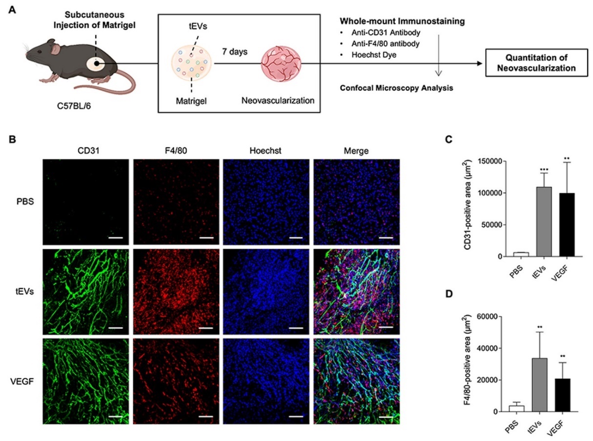원발암조직에서 유래한 엑소좀이 대식세포의 VEGF 생성을 유도하여 신생혈관을 유도함