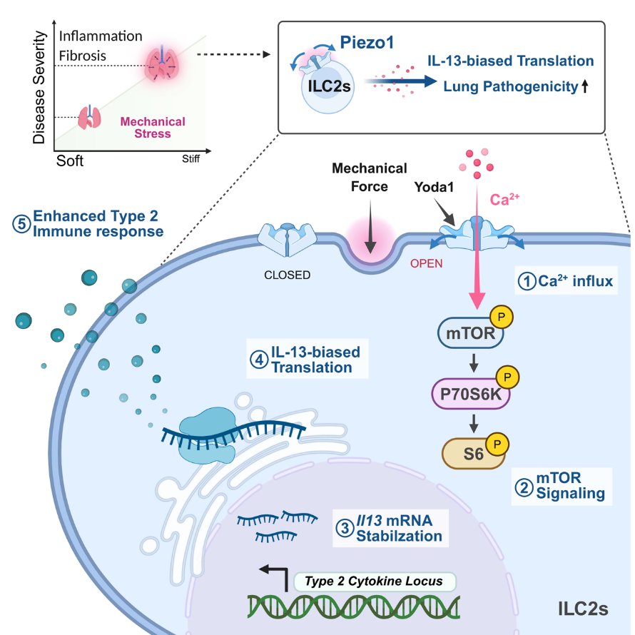 반복적인 호흡으로 인한 기계적 스트레스가 ILC2의 Piezo1을 활성화해 Ca²⁺ 유입 → mTOR 신호 활성화 → IL-13 단백질 번역 증가로 이어지며, 폐 염증과 섬유화를 심화시킨다. Piezo1–mTOR 경로를 차단하면 이러한 병리 과정이 완화될 수 있어 새로운 치료 표적으로 제시된다.