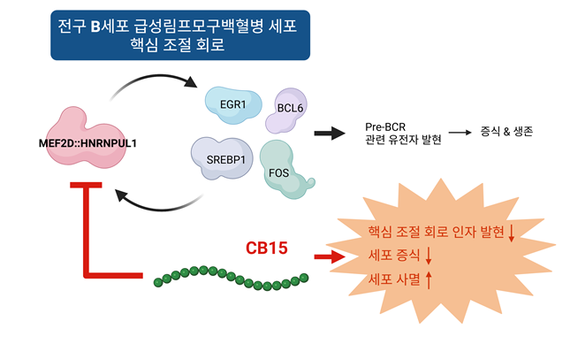 전구 B세포 급성림프모구백혈병 세포에서 CB15의 작동 기전