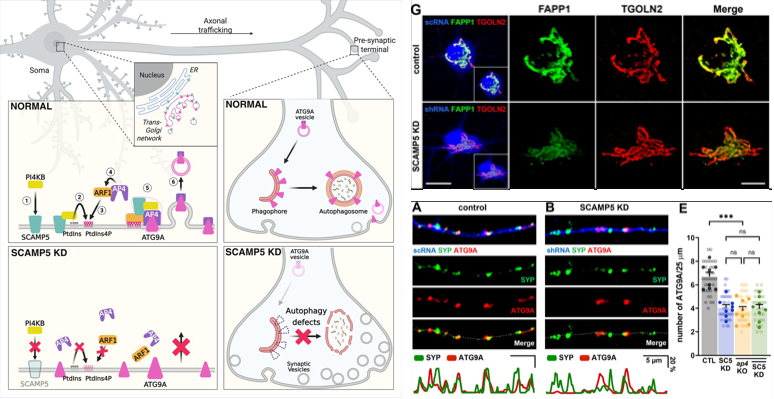 SCAMP5 단백질은 PI4KB와 결합하여 트랜스골지체로 이동하며, 이 과정에서 PtdIns4P가 생성된다. PtdIns4P는 AP-4 단백질을 모집해 ATG9A 단백질이 시냅스전세포로 정확히 전달되도록 돕는다. SCAMP5가 없으면 이 시스템이 붕괴되어 자가포식이 제대로 이루어지지 않고 오래된 단백질이 축적되어 신경세포 손상과 사멸을 유발할 수 있다.