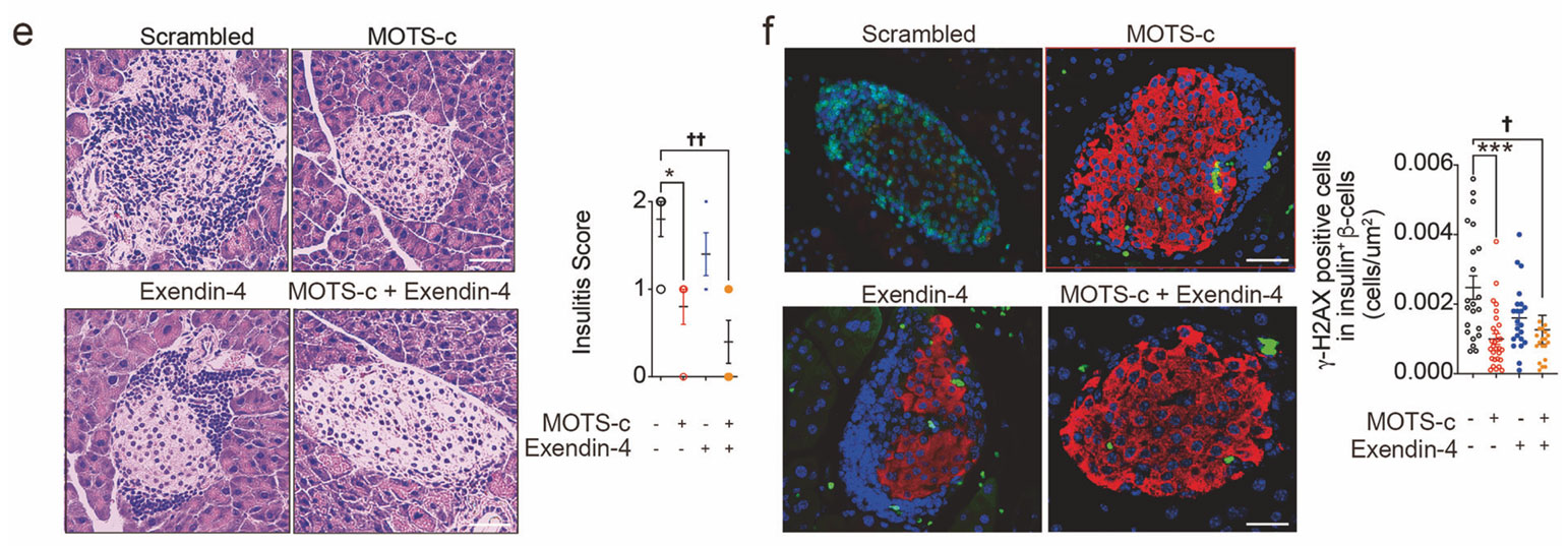 MOTS-c의 1형 당뇨병 발병 억제 효과