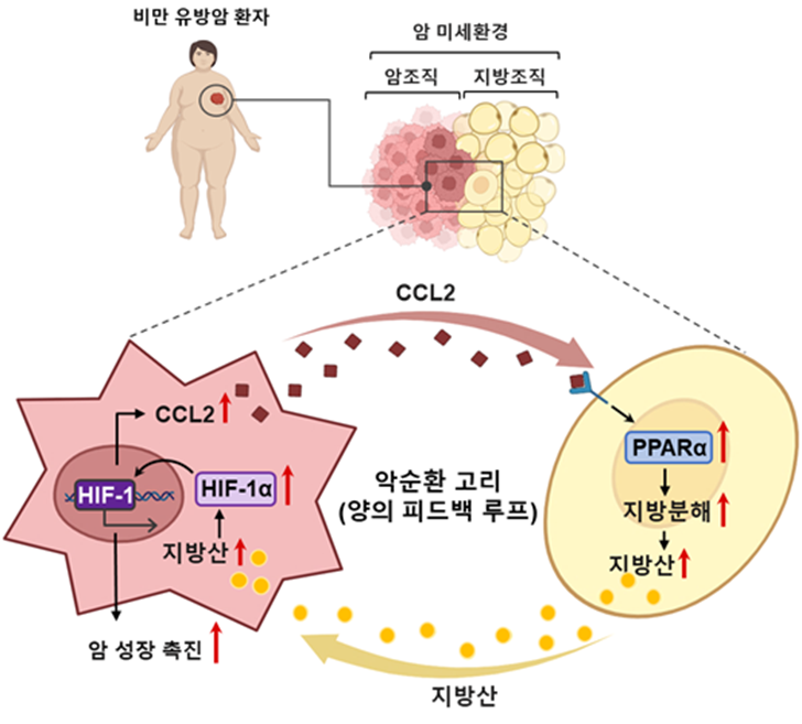 암조직과 주변 지방조직 간의 상호작용을 도식화한 그림