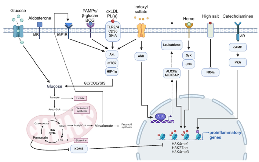 다양한 자극에 의해 유도되는 훈련면역의 분자적 기전 모식도
