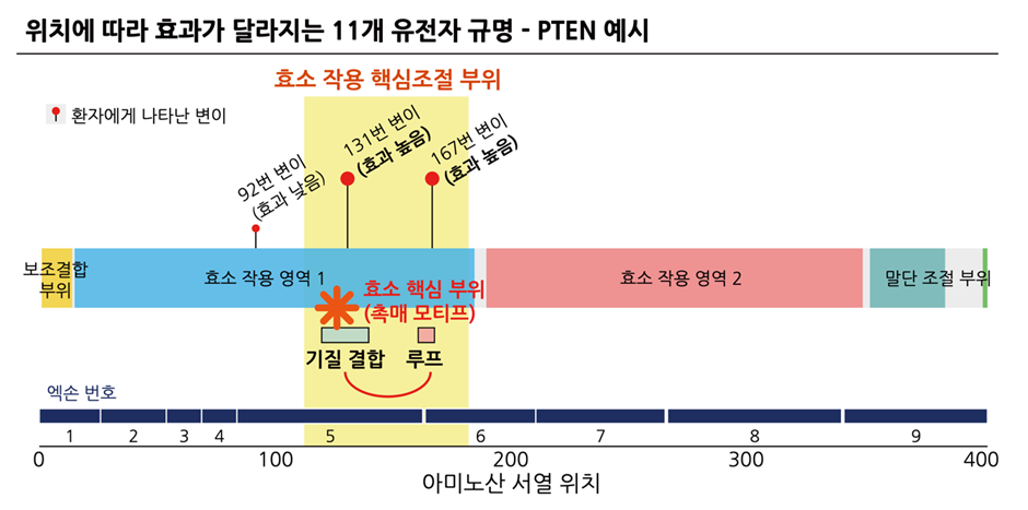 변이 위치에 따라 증상이 달라지는 PTEN 유전자 예시
