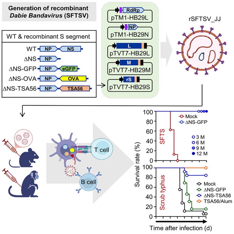 재조합 SFTSV 기반 2가 백신 플랫폼의 개요