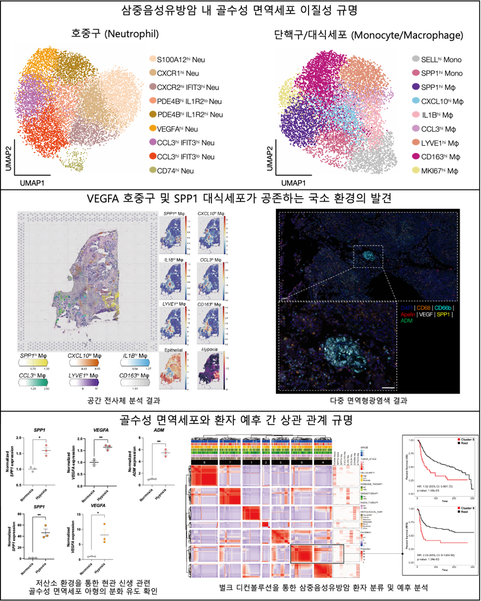 논문 내 핵심 내용 모식도