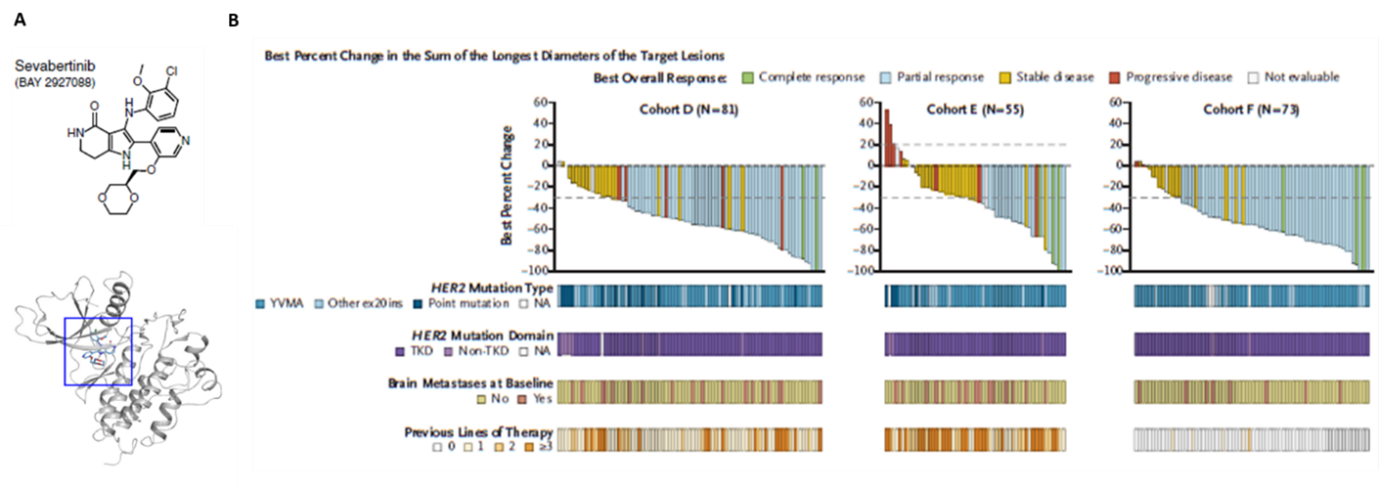 A. Sevabertinib 구조 및 HER2 결합 모델 B. 코호트 별 반응율 도표